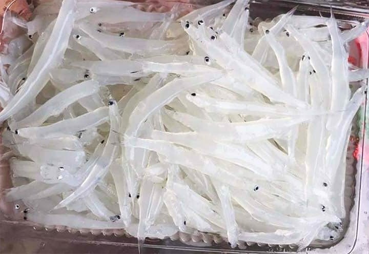 Cá ngần sông Đà làm những món gì ngon? - Ảnh 1. Cá ngần sông Đà làm những món gì ngon? - Ảnh 1.