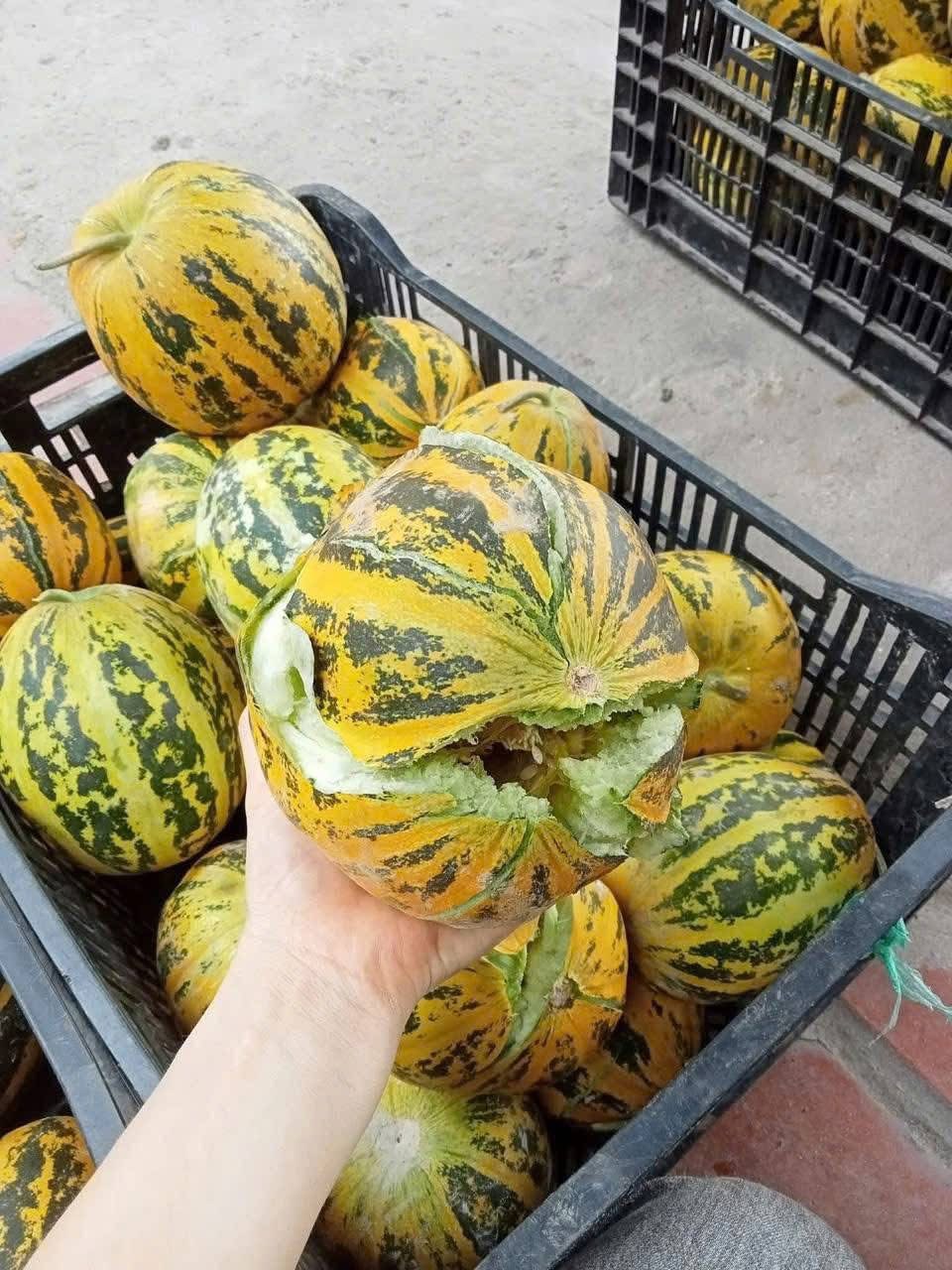 Loại quả rẻ bèo, không lo "ngậm" thuốc trừ sâu được ví như “quốc hồn quốc tuý” ở miền Bắc dịp hè - Ảnh 2. Loại quả rẻ bèo, không lo "ngậm" thuốc trừ sâu được ví như “quốc hồn quốc tuý” ở miền Bắc dịp hè - Ảnh 2.