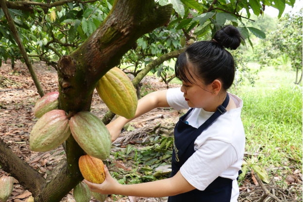 Để hồn Việt lên men trong từng hạt cacao thủ công - Ảnh 1. Để hồn Việt lên men trong từng hạt cacao thủ công - Ảnh 1.