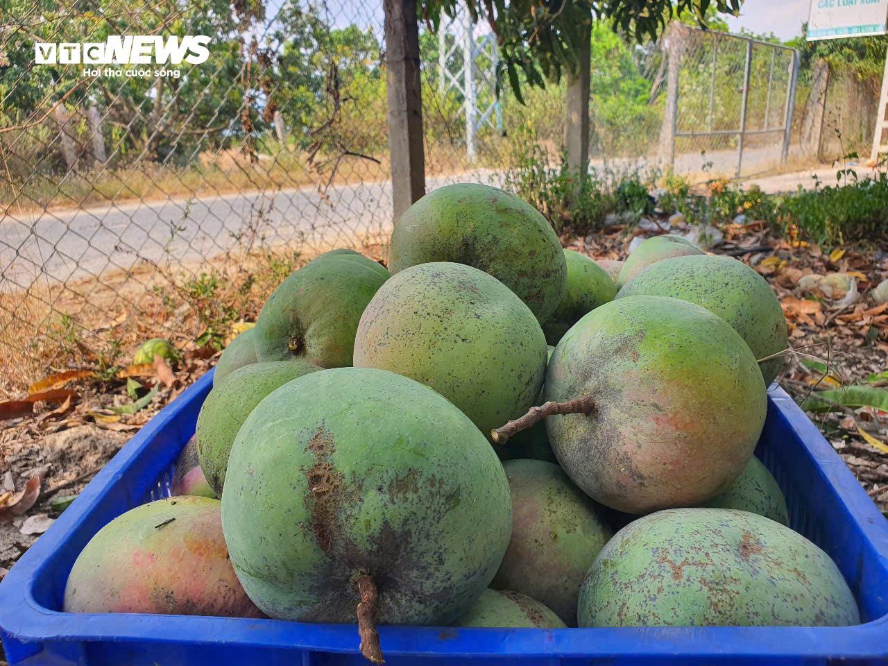 Giá xoài Úc giảm còn 1.000 - 5.000 đồng/kg, nông dân Khánh Hoà để rụng đầy vườn - Ảnh 6. Giá xoài Úc giảm còn 1.000 - 5.000 đồng/kg, nông dân Khánh Hoà để rụng đầy vườn - Ảnh 6.