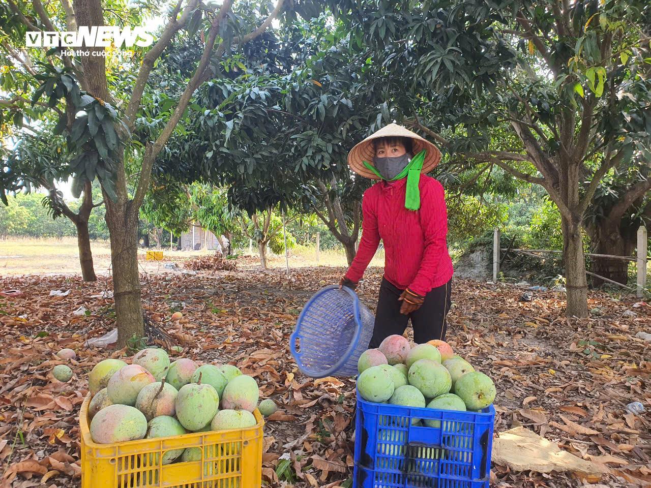 Giá xoài Úc giảm còn 1.000 - 5.000 đồng/kg, nông dân Khánh Hoà để rụng đầy vườn - Ảnh 3. Giá xoài Úc giảm còn 1.000 - 5.000 đồng/kg, nông dân Khánh Hoà để rụng đầy vườn - Ảnh 3.