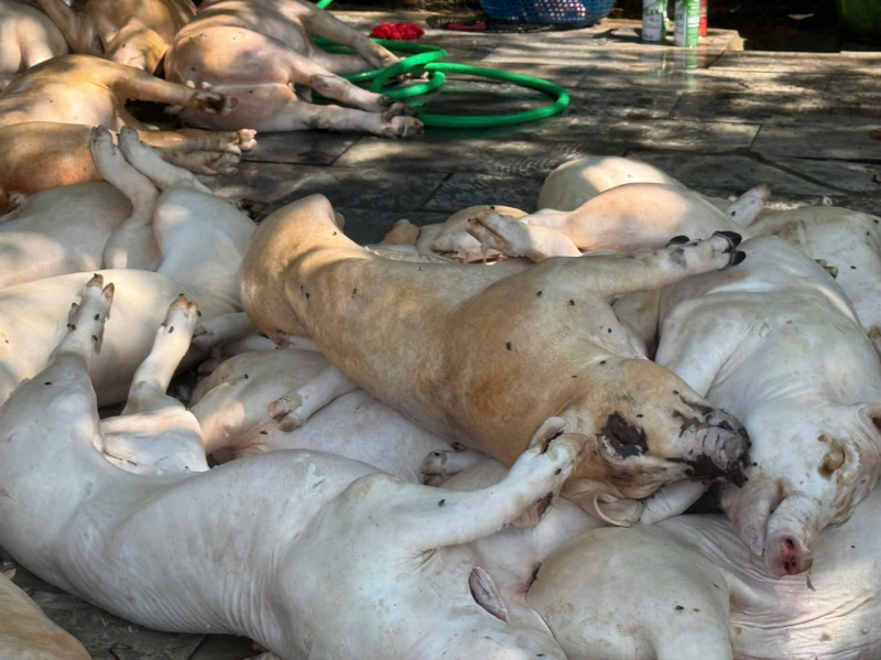Phát hiện hơn 1 tấn thịt lợn xuất huyết ngoài da, ruồi bâu đầy chuẩn bị lên lò nướng - Ảnh 1. Phát hiện hơn 1 tấn thịt lợn xuất huyết ngoài da, ruồi bâu đầy chuẩn bị lên lò nướng - Ảnh 1.