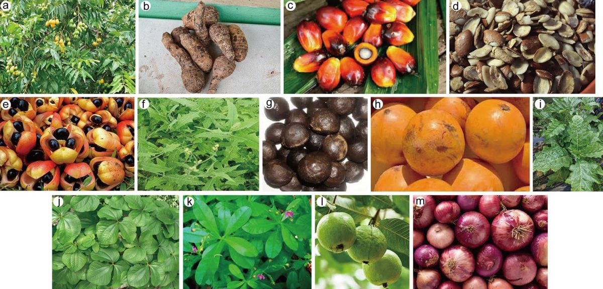 nigerian-plants-with-anti-cancer-properties-1200x576-17472806934541114999531-1747299761742-17472997621031591406440.jpg