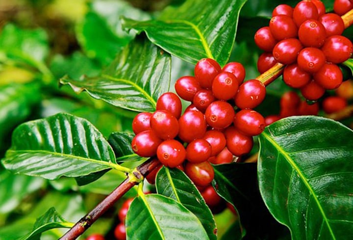 Giá cà phê hôm nay 16/5: Xu hướng giảm bao trùm, Arabica ngược chiều tăng giá - Ảnh 1. Giá cà phê hôm nay 16/5: Xu hướng giảm bao trùm, Arabica ngược chiều tăng giá - Ảnh 1.