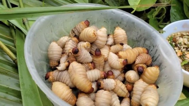 duong-dua-la-gi-mua-o-dau-gia-bao-nhieu-cach-so-che-duong-dua-202111180152365311-1747282063159-17472820637301955586614-1747357020731-1747357026373217337503.jpg