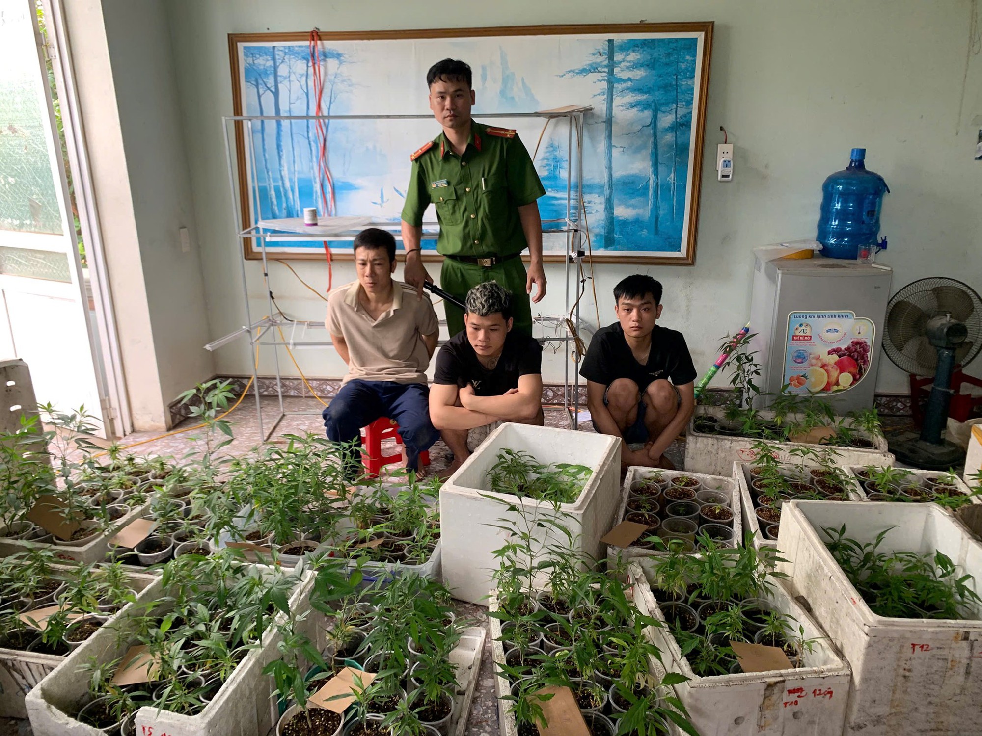 Cựu sinh viên Đại học Bách Khoa Hà Nội trồng 317 cây cần sa trong nhà - Ảnh 1. Cựu sinh viên Đại học Bách Khoa Hà Nội trồng 317 cây cần sa trong nhà - Ảnh 1.
