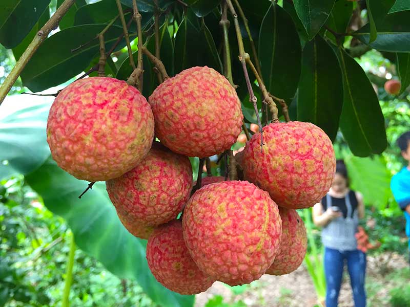 Mùa vải đến rồi, nhưng đừng vội mua nếu gặp 4 kiểu này – ai mua là tiếc đứt ruột!- Ảnh 5. Mùa vải đến rồi, nhưng đừng vội mua nếu gặp 4 kiểu này – ai mua là tiếc đứt ruột!- Ảnh 5.