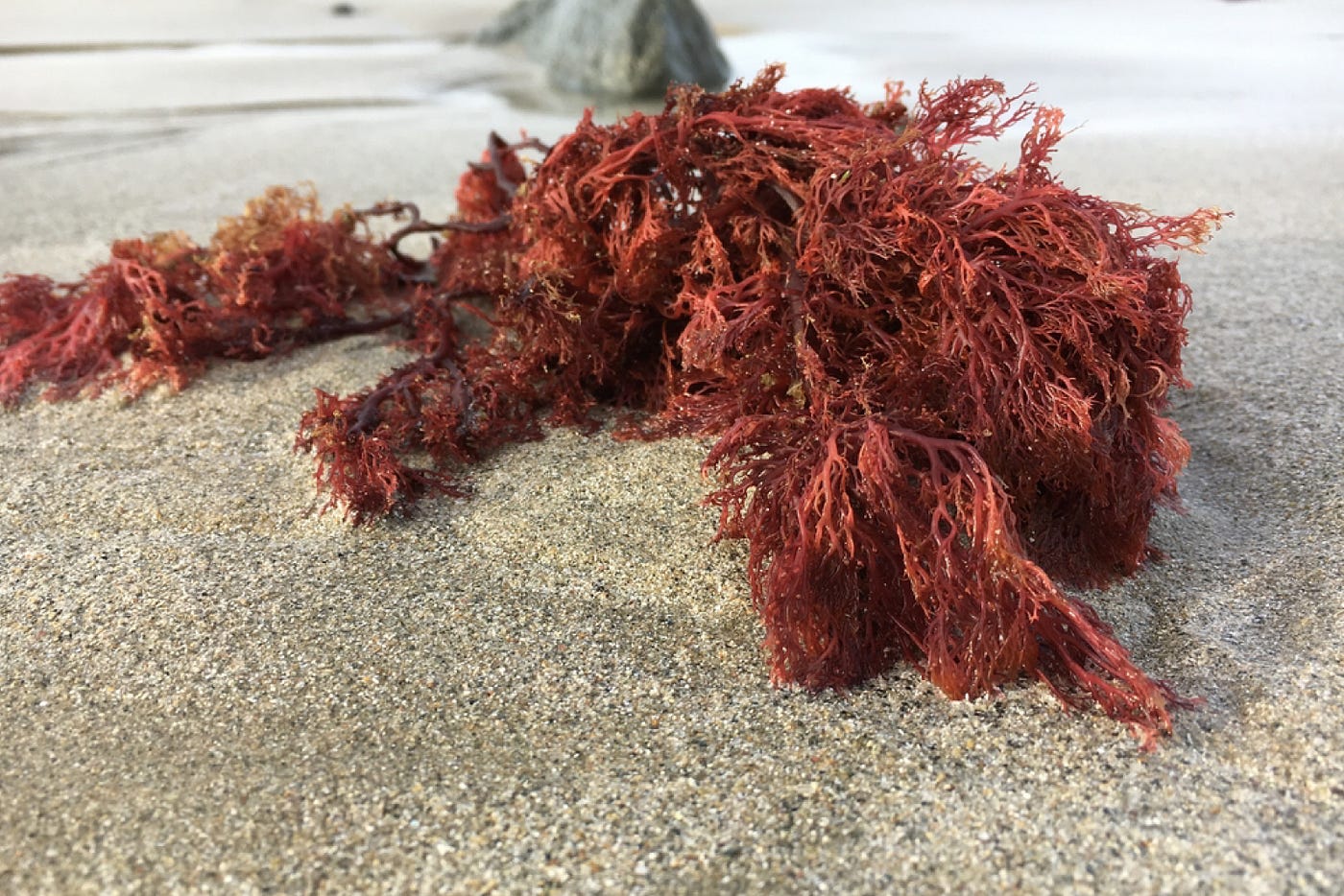 Góc giải ngố: Bạn có biết carrageenan được thêm vào những que kem để làm gì và có ăn được không?  - Ảnh 1.