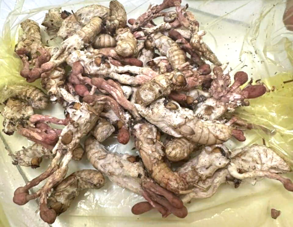 Ăn "đông trùng hạ thảo" mọc trên nhộng ve, 1 người nguy kịch - Ảnh 1. Ăn "đông trùng hạ thảo" mọc trên nhộng ve, 1 người nguy kịch - Ảnh 1.