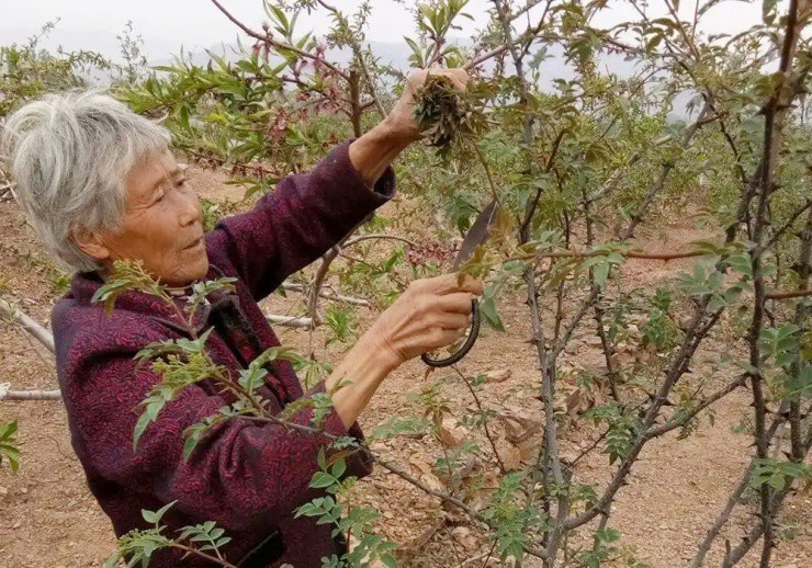 Cây xưa chỉ trồng lấy quả, nay ngắt lá đem bán cũng ra tiền - Ảnh 1. Cây xưa chỉ trồng lấy quả, nay ngắt lá đem bán cũng ra tiền - Ảnh 1.