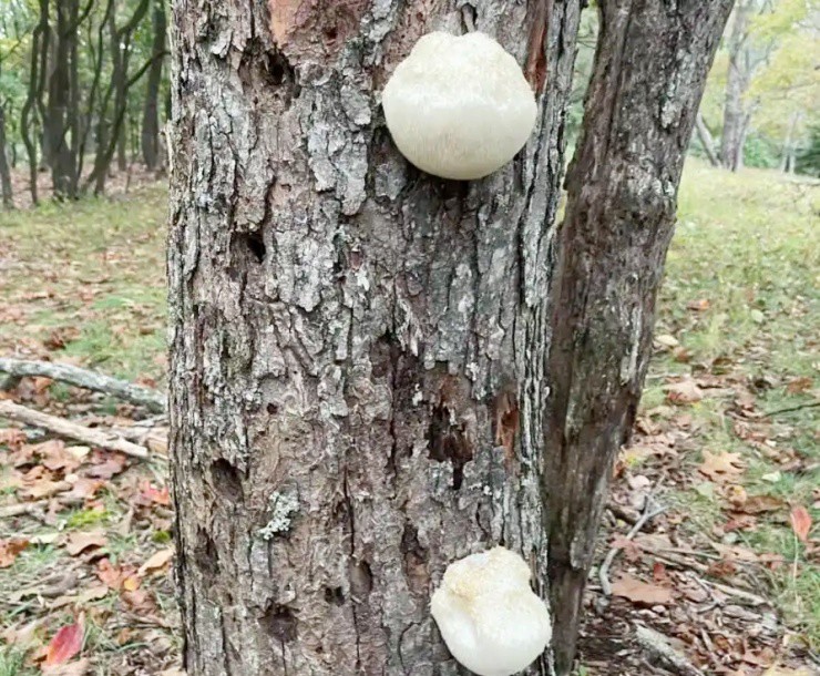 Vài triệu 1kg “thực phẩm của hoàng đế”, ở Việt Nam cũng nuôi trồng được - Ảnh 3.