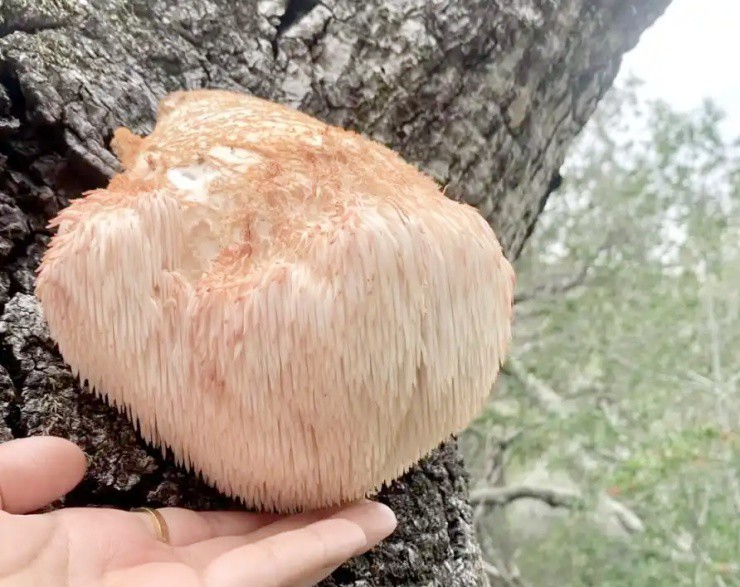Vài triệu 1kg “thực phẩm của hoàng đế”, ở Việt Nam cũng nuôi trồng được - Ảnh 2.