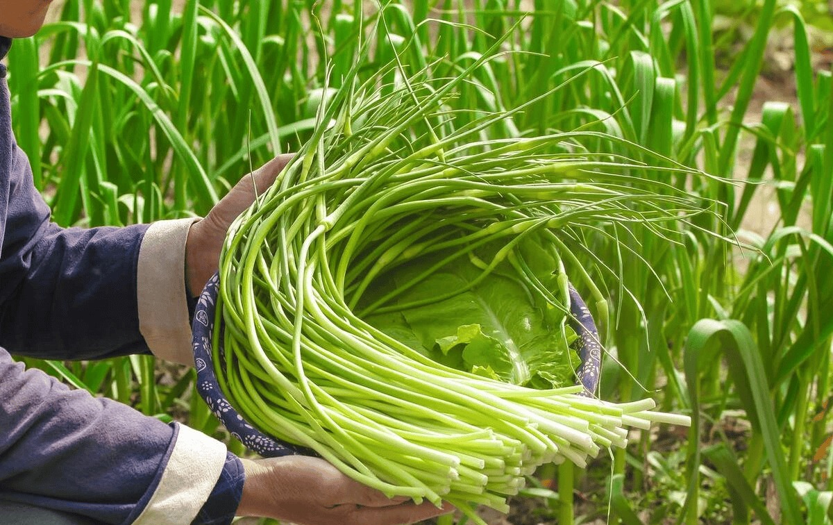 6 loại rau củ không chứa thuốc trừ sâu, bạn đi chợ cứ yên tâm MUA!- Ảnh 5. 6 loại rau củ không chứa thuốc trừ sâu, bạn đi chợ cứ yên tâm MUA!- Ảnh 5.
