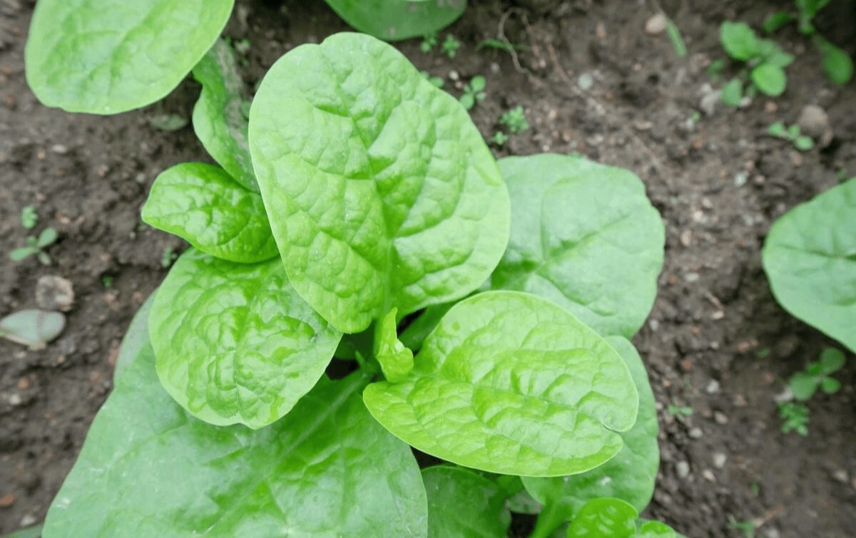 6 loại rau củ không chứa thuốc trừ sâu, bạn đi chợ cứ yên tâm MUA!- Ảnh 6. 6 loại rau củ không chứa thuốc trừ sâu, bạn đi chợ cứ yên tâm MUA!- Ảnh 6.