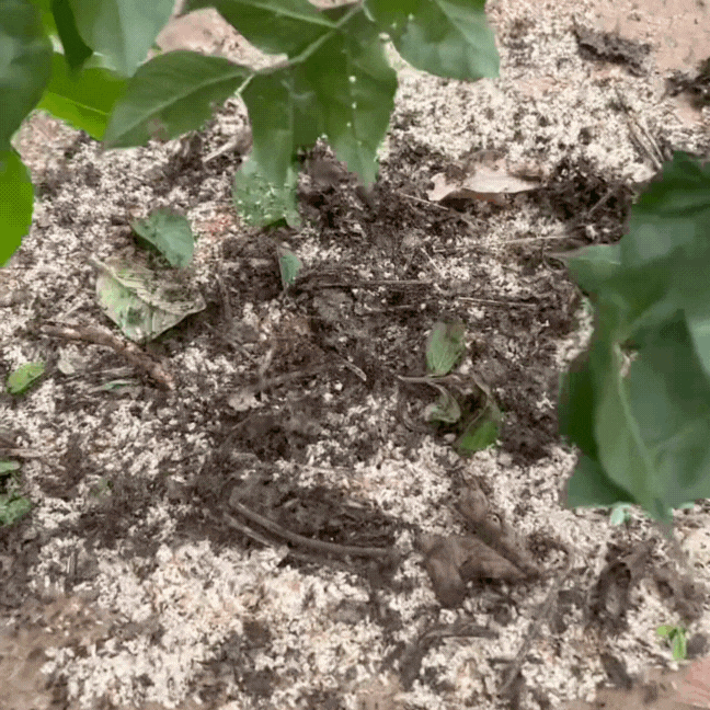 dac-san-banh-trung-kien-14-1747627725721431759565.gif