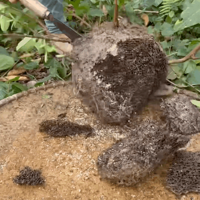 dac-san-banh-trung-kien-15-1747627725705875471780.gif