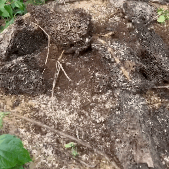 dac-san-banh-trung-kien-2-1747627725778191118515.gif