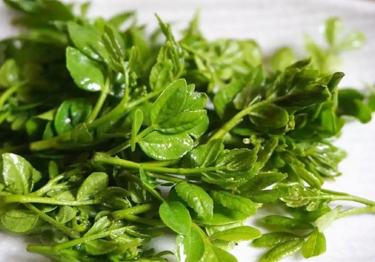 Cây xưa chỉ trồng lấy quả, nay ngắt lá đem bán cũng ra tiền - Ảnh 3. Cây xưa chỉ trồng lấy quả, nay ngắt lá đem bán cũng ra tiền - Ảnh 3.