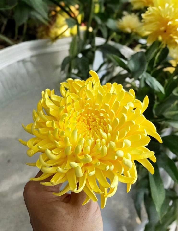 Chàng trai TP.HCM làm hoa bằng kem 'thật còn hơn cả hoa thật' - Ảnh 17. Chàng trai TP.HCM làm hoa bằng kem 'thật còn hơn cả hoa thật' - Ảnh 17.