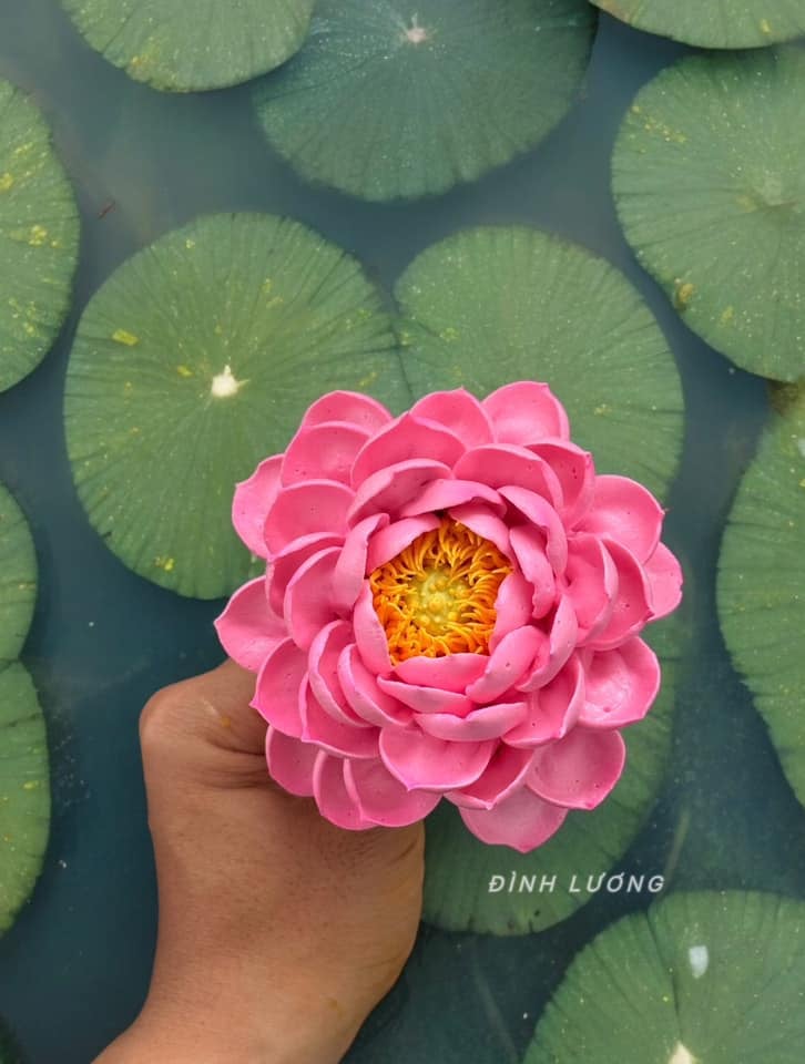 Chàng trai TP.HCM làm hoa bằng kem 'thật còn hơn cả hoa thật' - Ảnh 21. Chàng trai TP.HCM làm hoa bằng kem 'thật còn hơn cả hoa thật' - Ảnh 21.