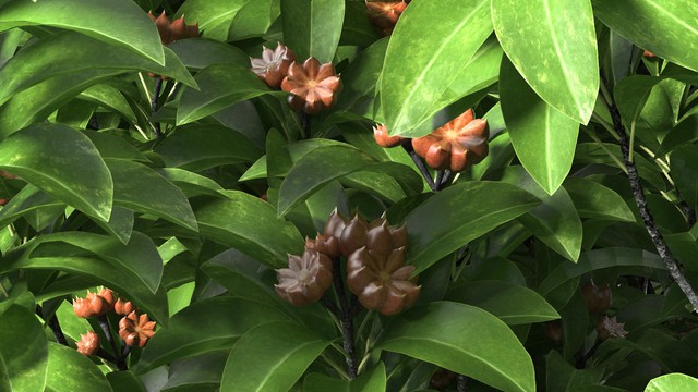staranisetreewithfruitsvray3dmodel013-17478106246671661871956-1747827774175-1747827774320270976581.jpg
