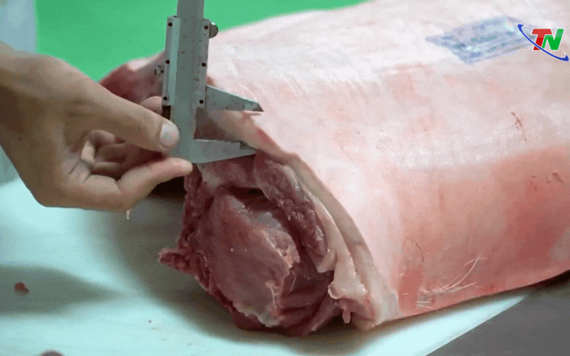 Nuôi lợn sạch bằng trà xanh, thịt ngon lành: Mô hình lạ mà độc đáo này đang gây sốt ở Việt Nam - Ảnh 4. Nuôi lợn sạch bằng trà xanh, thịt ngon lành: Mô hình lạ mà độc đáo này đang gây sốt ở Việt Nam - Ảnh 4.