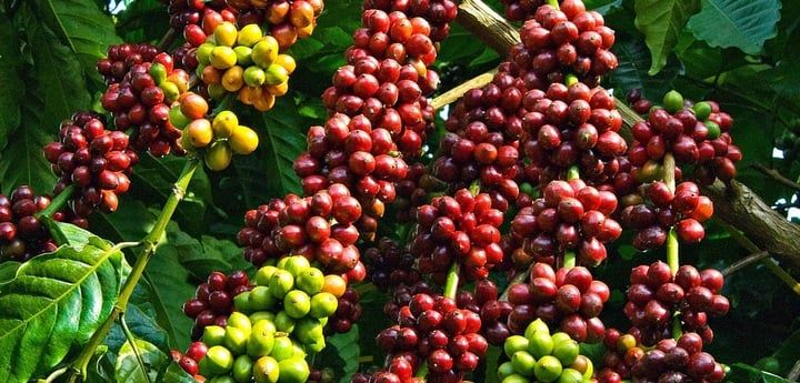 Giá cà phê hôm nay 22/5: Trong nước giảm, thế giới tăng nhẹ - Ảnh 1. Giá cà phê hôm nay 22/5: Trong nước giảm, thế giới tăng nhẹ - Ảnh 1.