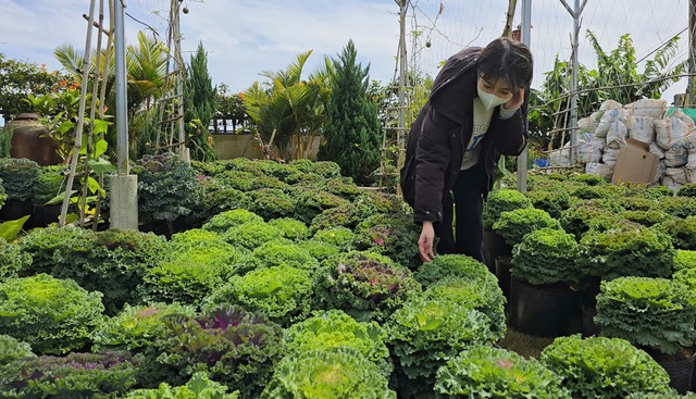 Việt Nam có loại rau giàu canxi gấp đôi sữa, chuyên gia Mỹ khen là "siêu thực phẩm": Hạ mỡ máu cực tốt - Ảnh 5. Việt Nam có loại rau giàu canxi gấp đôi sữa, chuyên gia Mỹ khen là "siêu thực phẩm": Hạ mỡ máu cực tốt - Ảnh 5.