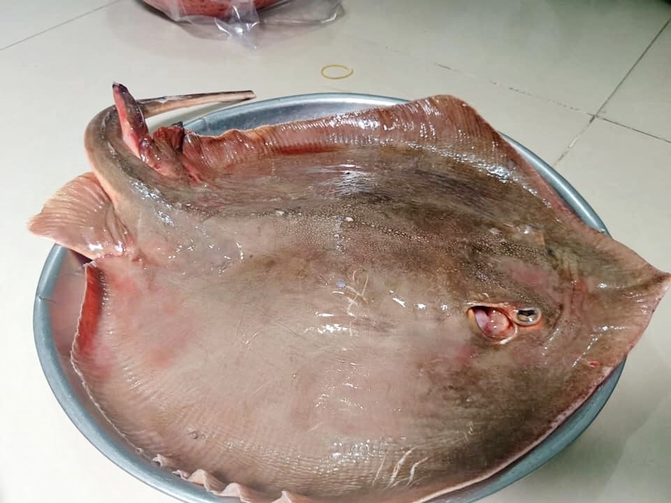 Loài cá không xương trông Loài cá không xương trông