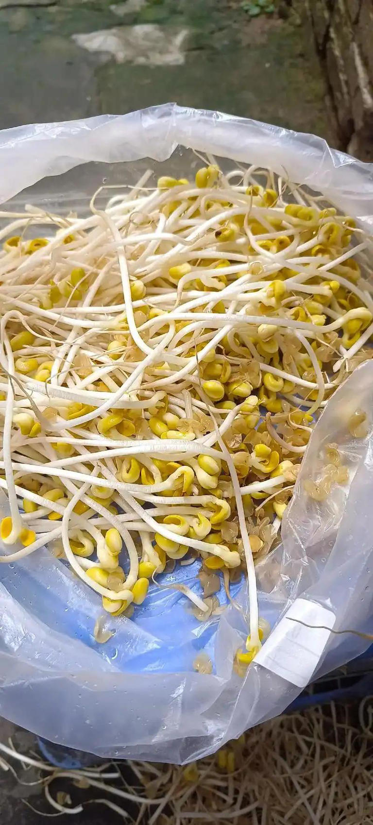 Dạo 1 vòng chợ, người tinh ranh nhìn là biết ngay 5 loại rau củ này "ngâm tẩm đẫm hóa chất", nhất là cái số 4- Ảnh 4. Dạo 1 vòng chợ, người tinh ranh nhìn là biết ngay 5 loại rau củ này "ngâm tẩm đẫm hóa chất", nhất là cái số 4- Ảnh 4.