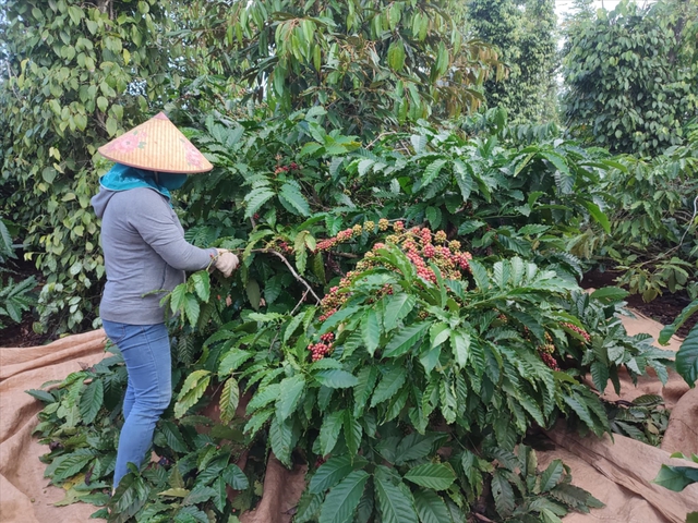 Loại hạt Việt Nam có giá cao kỷ lục, Đức, Mỹ, Nga chi trăm triệu đô "chốt đơn": Hóa ra có vô số lợi ích - Ảnh 2. Loại hạt Việt Nam có giá cao kỷ lục, Đức, Mỹ, Nga chi trăm triệu đô "chốt đơn": Hóa ra có vô số lợi ích - Ảnh 2.
