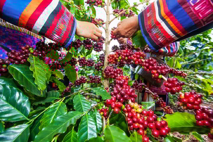 Gi&aacute; c&agrave; ph&ecirc; h&ocirc;m nay 27/5: Trong nước ổn định, thế giới giảm - Ảnh 1.