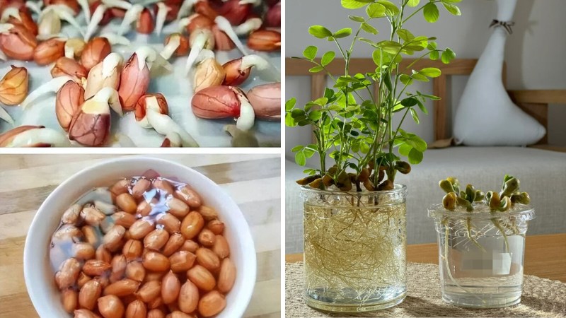 Tôi học mẹ chồng trồng rau thủy canh: Không ngờ khoai lang, gừng, củ cải đều hóa thành cây xanh tuyệt đẹp trong nhà - Ảnh 3. Tôi học mẹ chồng trồng rau thủy canh: Không ngờ khoai lang, gừng, củ cải đều hóa thành cây xanh tuyệt đẹp trong nhà - Ảnh 3.