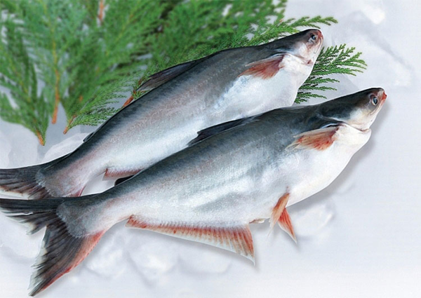 1 loại cá Việt Nam được Mỹ bỏ 69 triệu USD để thu mua: Thịt mềm, ít xương, giàu omega-3, ngừa nhiều bệnh mãn tính - Ảnh 1. 1 loại cá Việt Nam được Mỹ bỏ 69 triệu USD để thu mua: Thịt mềm, ít xương, giàu omega-3, ngừa nhiều bệnh mãn tính - Ảnh 1.