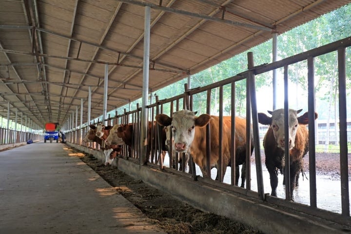 Bỏ tiền tỷ vào app tài chính lừa đảo, nhà đầu tư cay đắng được trả bằng thịt bò - Ảnh 3. Bỏ tiền tỷ vào app tài chính lừa đảo, nhà đầu tư cay đắng được trả bằng thịt bò - Ảnh 3.