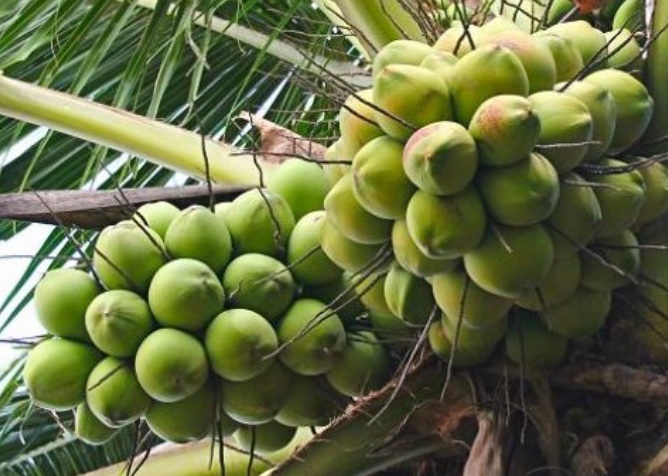 Loại quả bình dân của Việt Nam được Trung Quốc, Mỹ săn lùng, ví như "vàng xanh", Bến Tre trồng cực nhiều - Ảnh 1. Loại quả bình dân của Việt Nam được Trung Quốc, Mỹ săn lùng, ví như "vàng xanh", Bến Tre trồng cực nhiều - Ảnh 1.