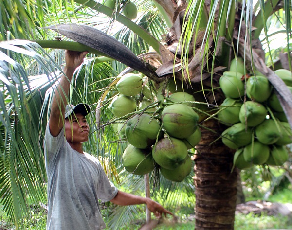 Loại quả bình dân của Việt Nam được Trung Quốc, Mỹ săn lùng, ví như "vàng xanh", Bến Tre trồng cực nhiều - Ảnh 2. Loại quả bình dân của Việt Nam được Trung Quốc, Mỹ săn lùng, ví như "vàng xanh", Bến Tre trồng cực nhiều - Ảnh 2.