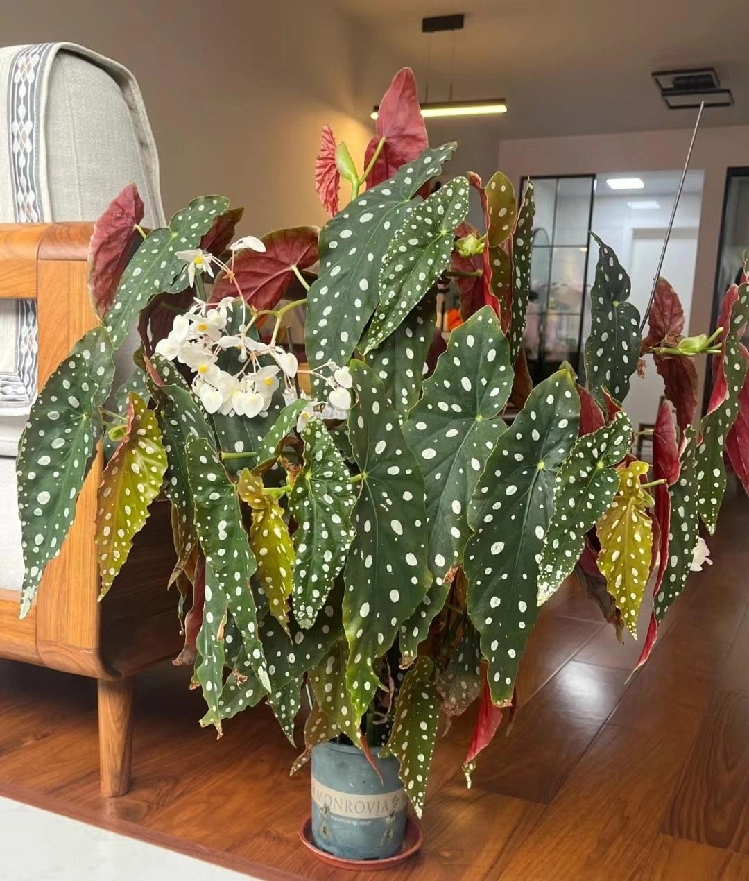 Loài cây có lá đẹp Loài cây có lá đẹp