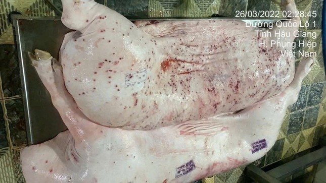Sóc Trăng kiểm tra cơ sở kinh doanh thịt heo C.P Việt Nam sau phản ánh gây xôn xao - Ảnh 1. Sóc Trăng kiểm tra cơ sở kinh doanh thịt heo C.P Việt Nam sau phản ánh gây xôn xao - Ảnh 1.