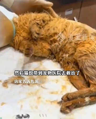 Chú mèo "từ trên trời" rơi thẳng vào nồi lẩu đang sôi sùng sục, thực khách hoảng loạn trước cảnh tượng khó tin - Ảnh 2. Chú mèo "từ trên trời" rơi thẳng vào nồi lẩu đang sôi sùng sục, thực khách hoảng loạn trước cảnh tượng khó tin - Ảnh 2.