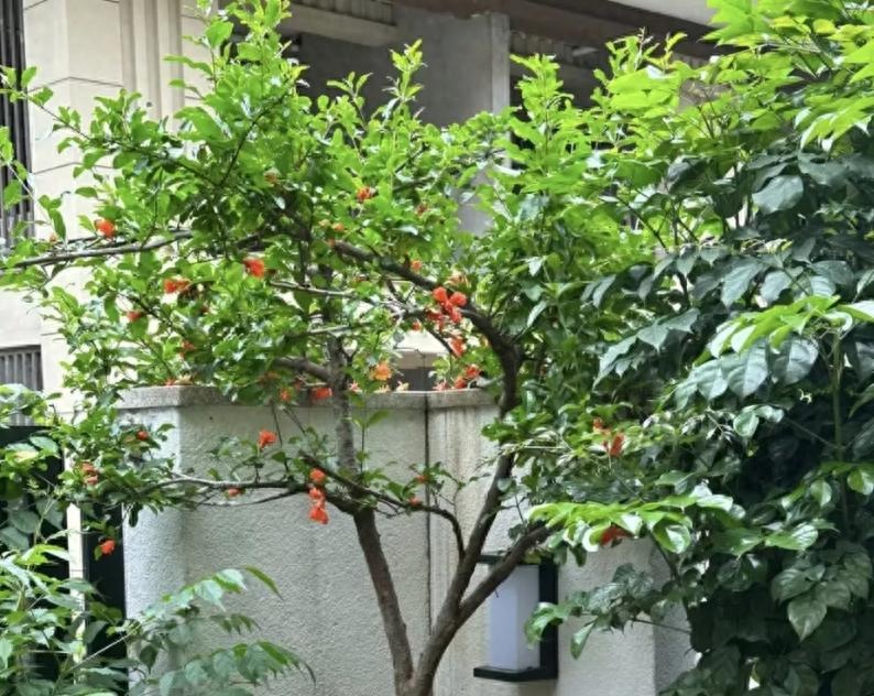 "Muốn giàu nuôi cá, muốn khá trồng cây" - 3 cây này đứng trong sân như nam châm hút tiền, tà khí chạy mất dép!- Ảnh 1. "Muốn giàu nuôi cá, muốn khá trồng cây" - 3 cây này đứng trong sân như nam châm hút tiền, tà khí chạy mất dép!- Ảnh 1.
