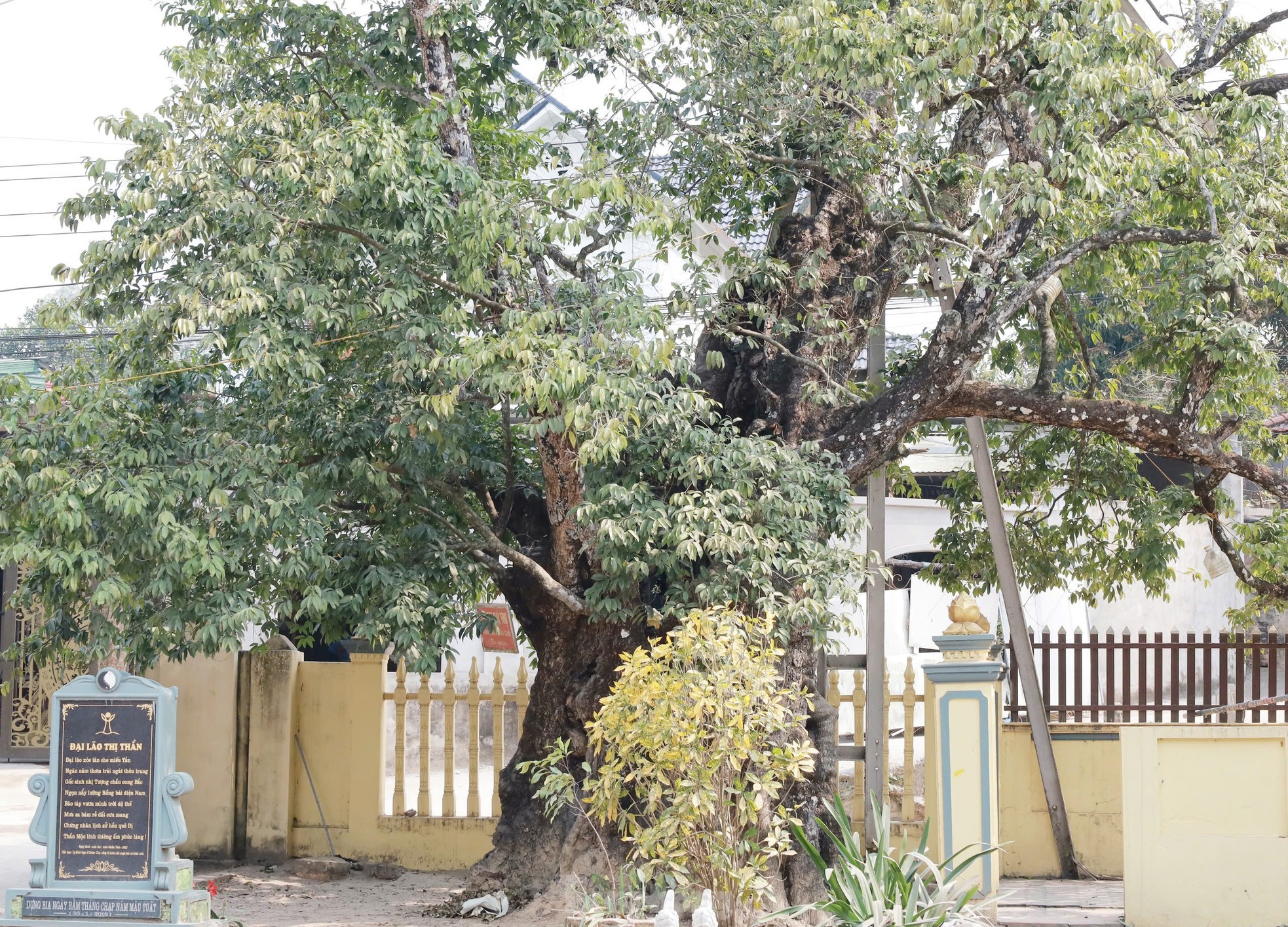 Cây thị nghìn năm trổ ra nguyên hình voi con cưỡi trên lưng voi mẹ - Ảnh 2. Cây thị nghìn năm trổ ra nguyên hình voi con cưỡi trên lưng voi mẹ - Ảnh 2.
