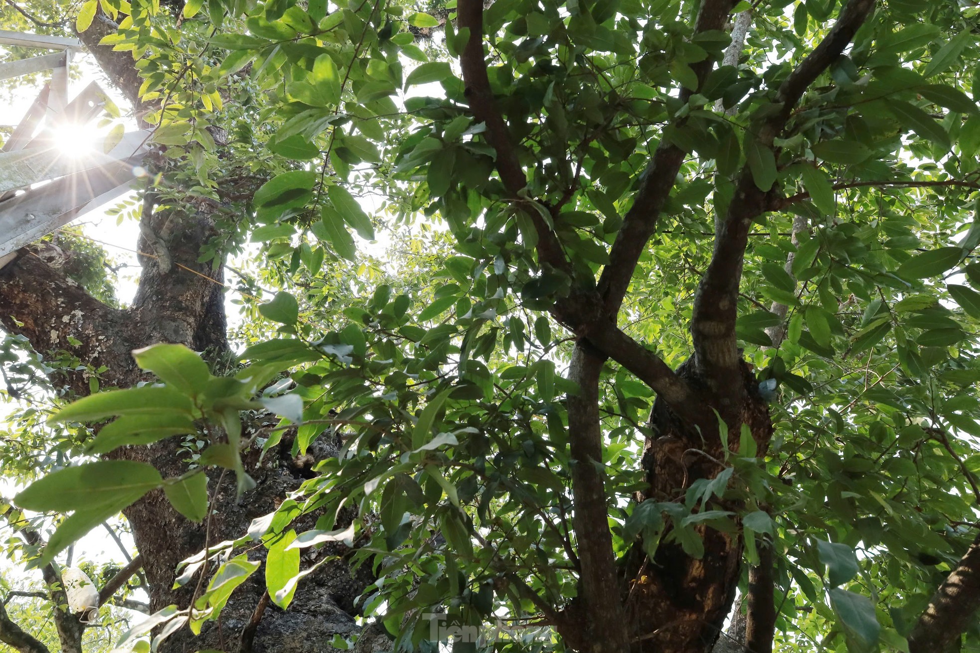 Cây thị nghìn năm trổ ra nguyên hình voi con cưỡi trên lưng voi mẹ - Ảnh 12. Cây thị nghìn năm trổ ra nguyên hình voi con cưỡi trên lưng voi mẹ - Ảnh 12.