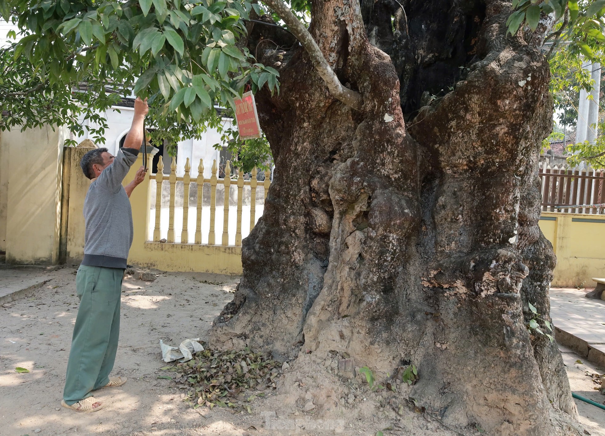 Cây thị nghìn năm trổ ra nguyên hình voi con cưỡi trên lưng voi mẹ - Ảnh 7. Cây thị nghìn năm trổ ra nguyên hình voi con cưỡi trên lưng voi mẹ - Ảnh 7.