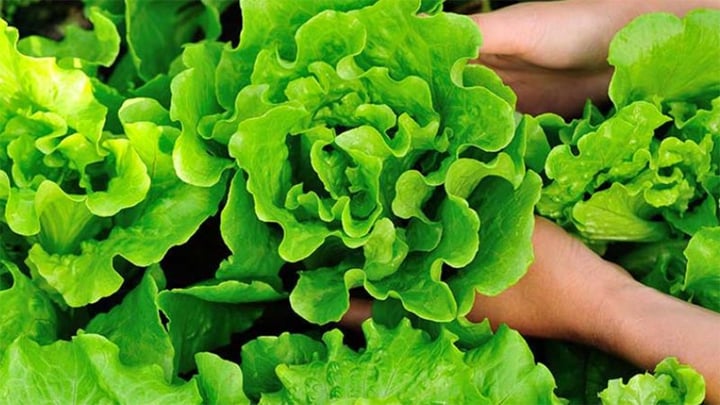 Những loại rau mùa hè dễ nhiễm ký sinh trùng - Ảnh 1. Những loại rau mùa hè dễ nhiễm ký sinh trùng - Ảnh 1.