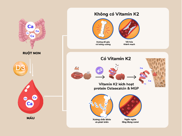 Chuyên gia chỉ ra vai trò then chốt của vitamin K2 trong chuyển hóa canxi - Ảnh 1. Chuyên gia chỉ ra vai trò then chốt của vitamin K2 trong chuyển hóa canxi - Ảnh 1.
