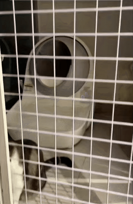 chrome-capture-2025-5-8-16-1746691718992542722319.gif