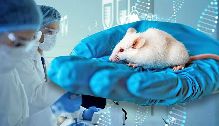 Vì sao người ta làm nghiên cứu trên chuột mà không dùng con vật khác? - Ảnh 2. Vì sao người ta làm nghiên cứu trên chuột mà không dùng con vật khác? - Ảnh 2.