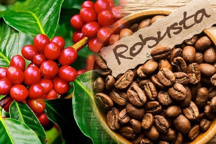 Giá cà phê hôm nay 9/5: Xu hướng giảm bao trùm - Ảnh 1. Giá cà phê hôm nay 9/5: Xu hướng giảm bao trùm - Ảnh 1.