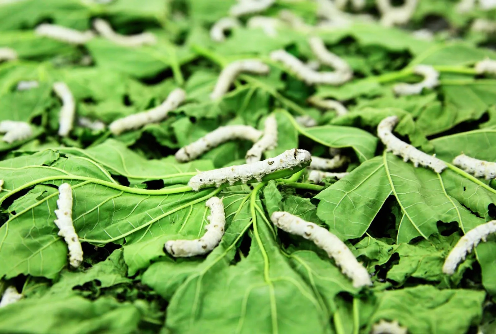 silkworms-mulberry-leaves-1746776659354-17467766594351071557777.jpg
